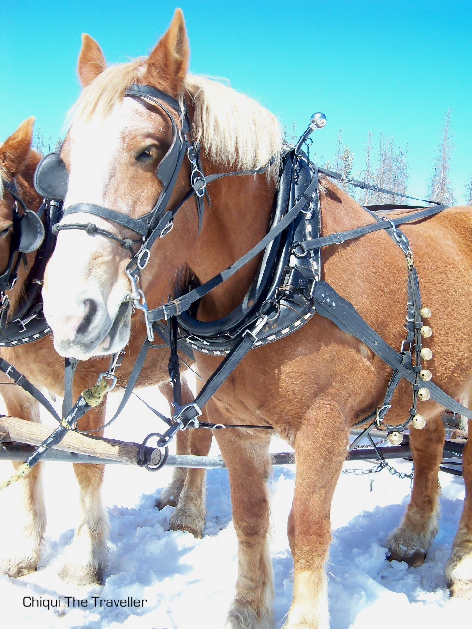 Nieve en Winter Park, Colorado CHIQUI THE TRAVELLER